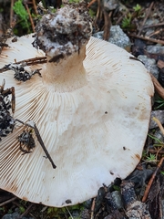 Tricholoma albobrunneum
