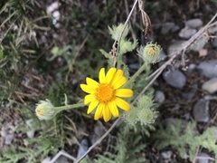 Senecio adenotrichius