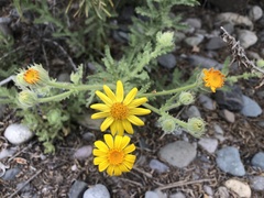 Senecio adenotrichius