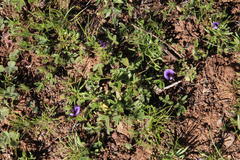 Lotononis maximiliani