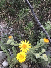 Senecio adenotrichius