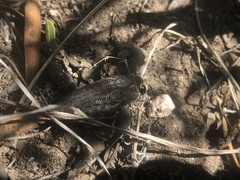 Ectinogonia buquetii