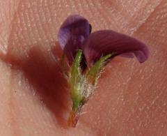 Lotononis maximiliani