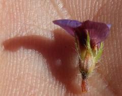 Lotononis maximiliani