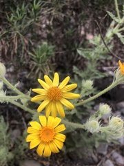 Senecio adenotrichius