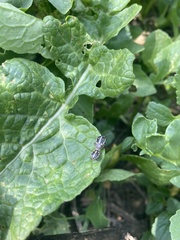Bagrada hilaris