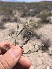 Polygala scoparioides
