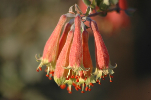 Combretum grandidieri