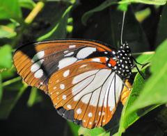 Charaxes wakefieldi