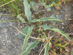 Eriospermum lanceifolium