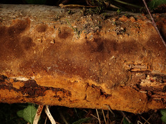 Fuscoporia ferruginosa