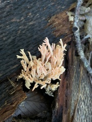 Ramaria botrytoides