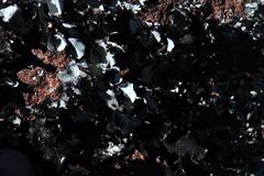 Xanthoparmelia hottentotta