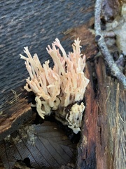 Ramaria botrytoides