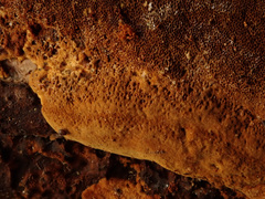Fuscoporia ferruginosa