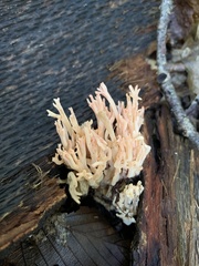 Ramaria botrytoides