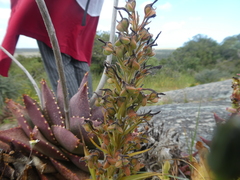 Wachendorfia multiflora
