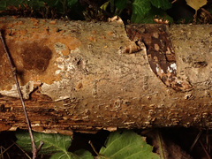 Fuscoporia ferruginosa