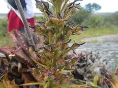 Wachendorfia multiflora