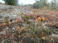 Ornithogalum rupestre
