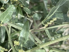 Atriplex aucheri