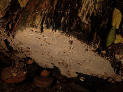 Rhizochaete radicata