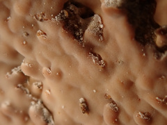 Rhizochaete radicata