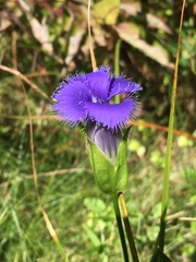 Gentianopsis crinita