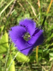 Gentianopsis crinita