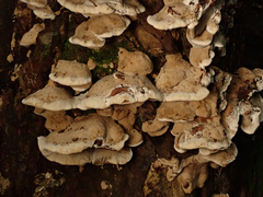 Bjerkandera fumosa