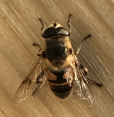 Eristalis tenax