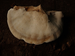 Bjerkandera fumosa