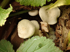 Leucocybe houghtonii