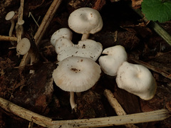 Leucocybe houghtonii
