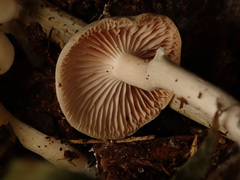 Leucocybe houghtonii