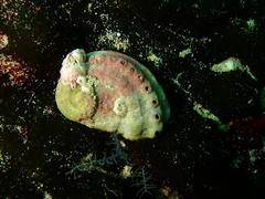 Haliotis parva