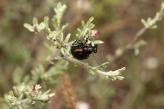 Arima marginata