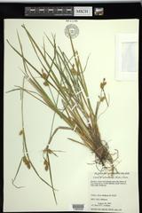 Carex × subviridula