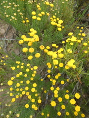 Chrysocoma coma-aurea