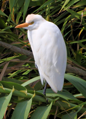 Bubulcus ibis