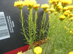 Chrysocoma coma-aurea