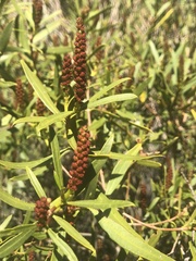 Colliguaja integerrima