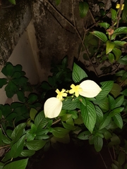 Mussaendeae