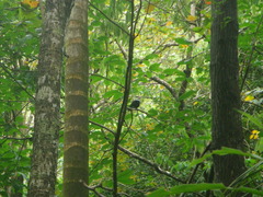 Alectroenas pulcherrimus