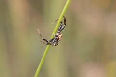 Synema globosum