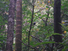 Alectroenas pulcherrimus