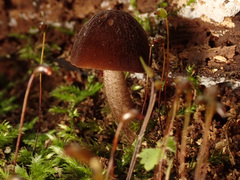 Pluteus phlebophorus