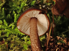 Pluteus phlebophorus