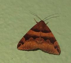 Dysgonia angularis