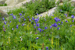 Aquilegia jucunda